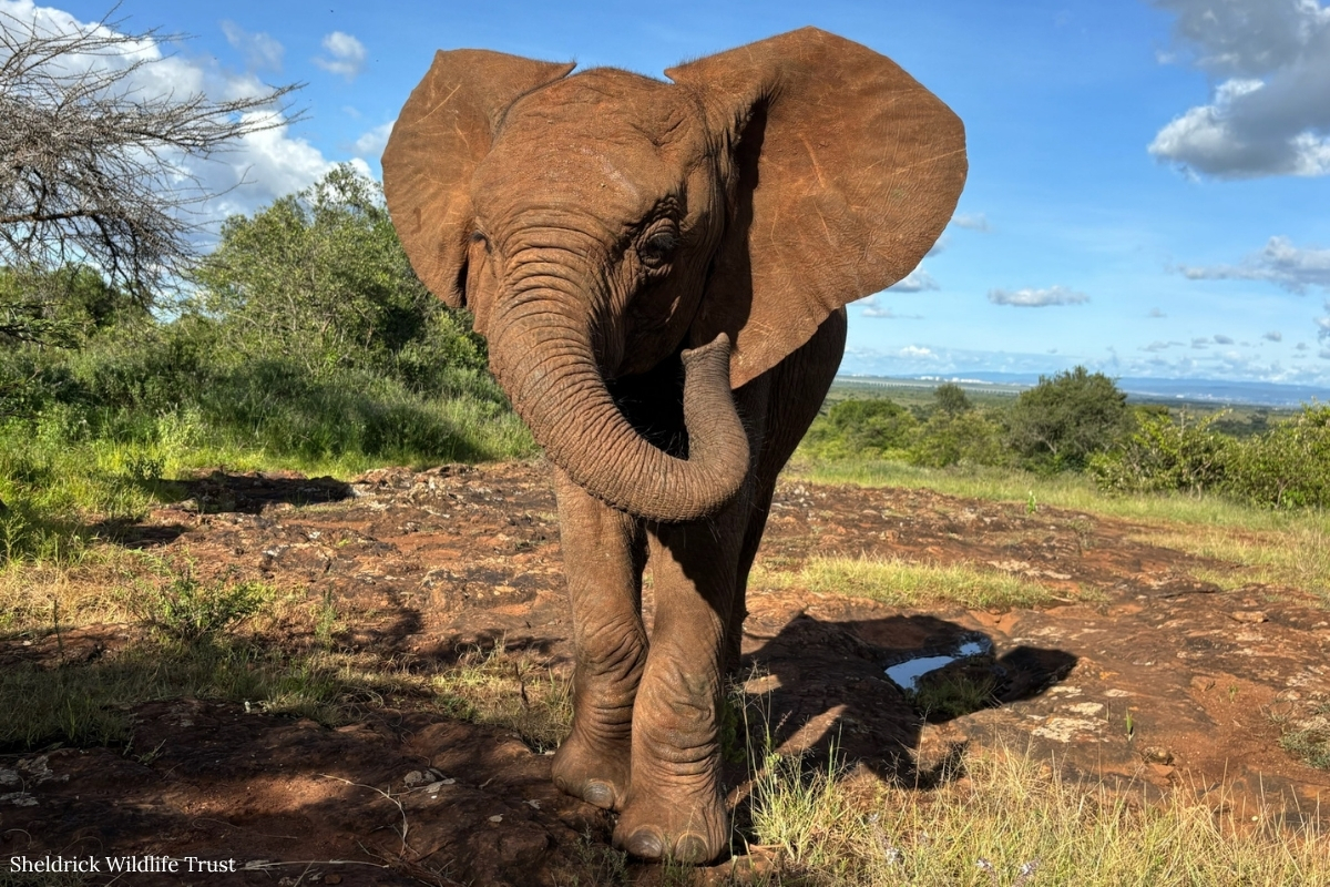 Sheldrick Wildlife Trust tweet media