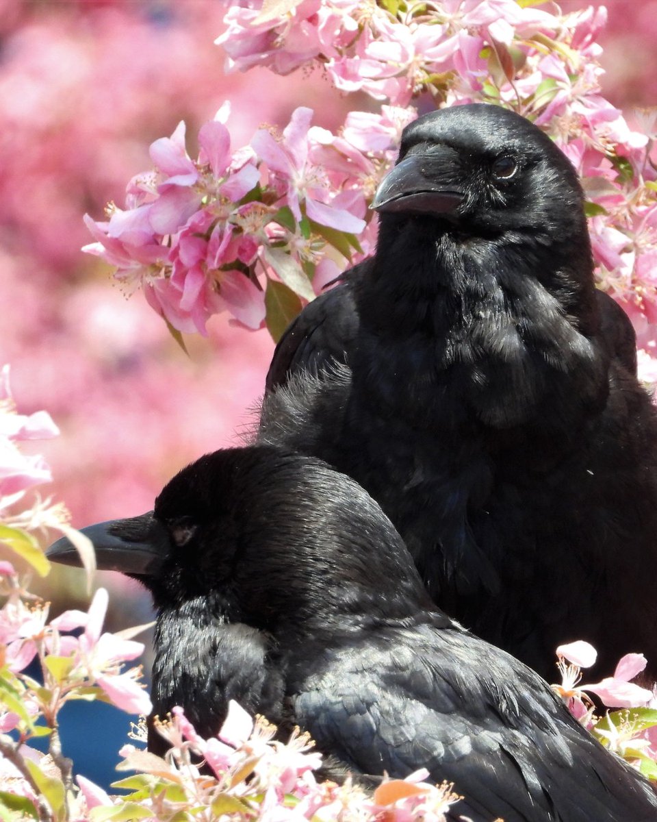 NatureCanada's tweet photo. Crow and Raven Appreciation Day!

If you’ve ever looked up at a large, ink-black bird perched on a fence and wondered, “Wait, is that a crow or a raven?” you aren't alone. These two species are the ultimate "look-alikes" of the avian world. Both are members of the Corvidae family (known as corvids), both are exceptionally intelligent, and both sport that iconic, iridescent black plumage.

Can you tell the difference? Let us know which of the following 4 pictures are a crow or raven!

Photo credits:
1. Nick Schwinghamer
2. Gerry Neville
3. Bert Minor
4. Leslie Banister