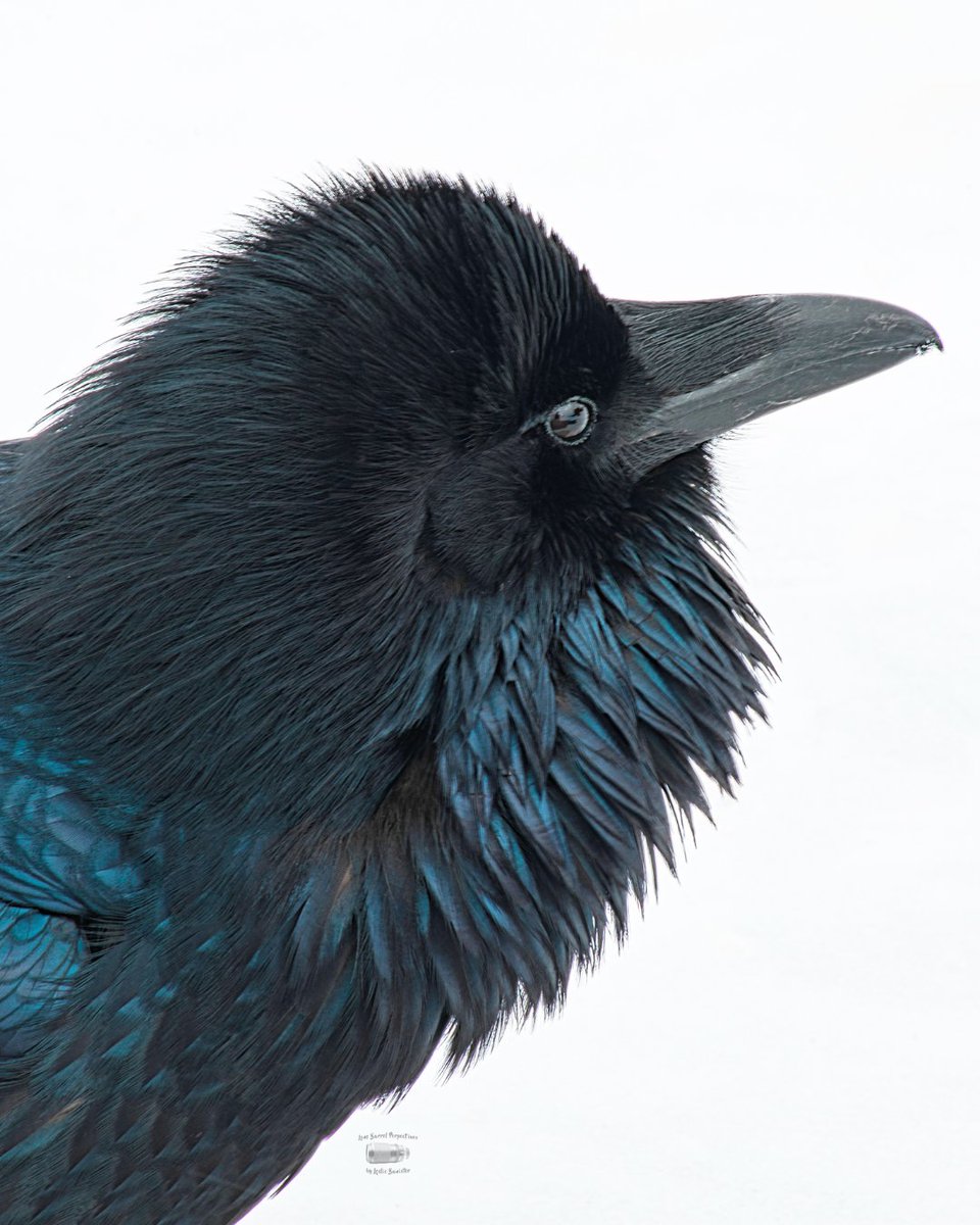 NatureCanada's tweet photo. Crow and Raven Appreciation Day!

If you’ve ever looked up at a large, ink-black bird perched on a fence and wondered, “Wait, is that a crow or a raven?” you aren't alone. These two species are the ultimate "look-alikes" of the avian world. Both are members of the Corvidae family (known as corvids), both are exceptionally intelligent, and both sport that iconic, iridescent black plumage.

Can you tell the difference? Let us know which of the following 4 pictures are a crow or raven!

Photo credits:
1. Nick Schwinghamer
2. Gerry Neville
3. Bert Minor
4. Leslie Banister