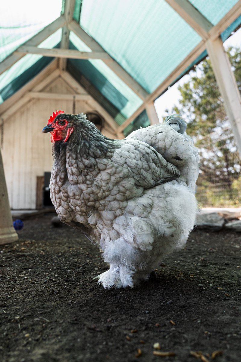 Alveus Sanctuary tweet media