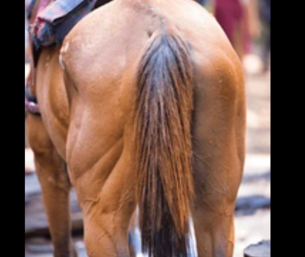 mattmo_dude's tweet photo. @StudioKanunu @MiaForTrump Fair enough, but Biden is there. If you look at the back side of Obama's horse- bc he was the puppet that helped with TRYING to usher in the great reset/ NWO . https://t.co/b3aOBUD3X7