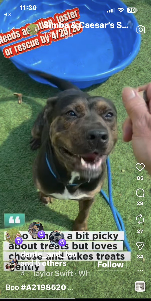 Kristina 🇺🇸❤️🇮🇱 😇🐶🌻📣☮️ tweet media