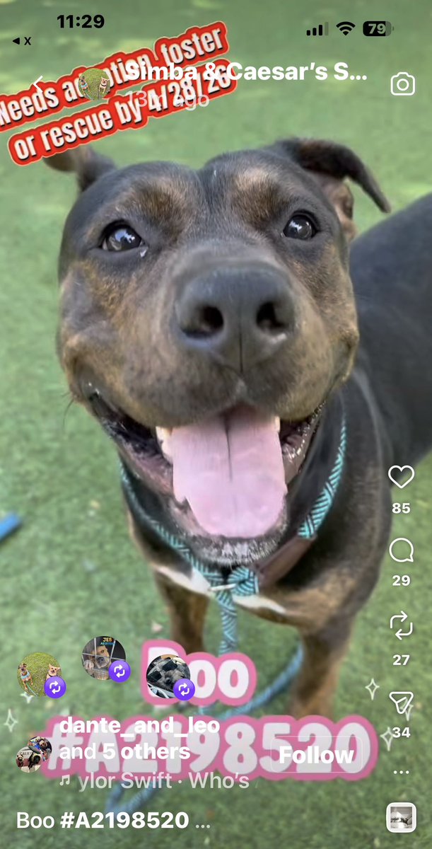 Kristina 🇺🇸❤️🇮🇱 😇🐶🌻📣☮️ tweet media