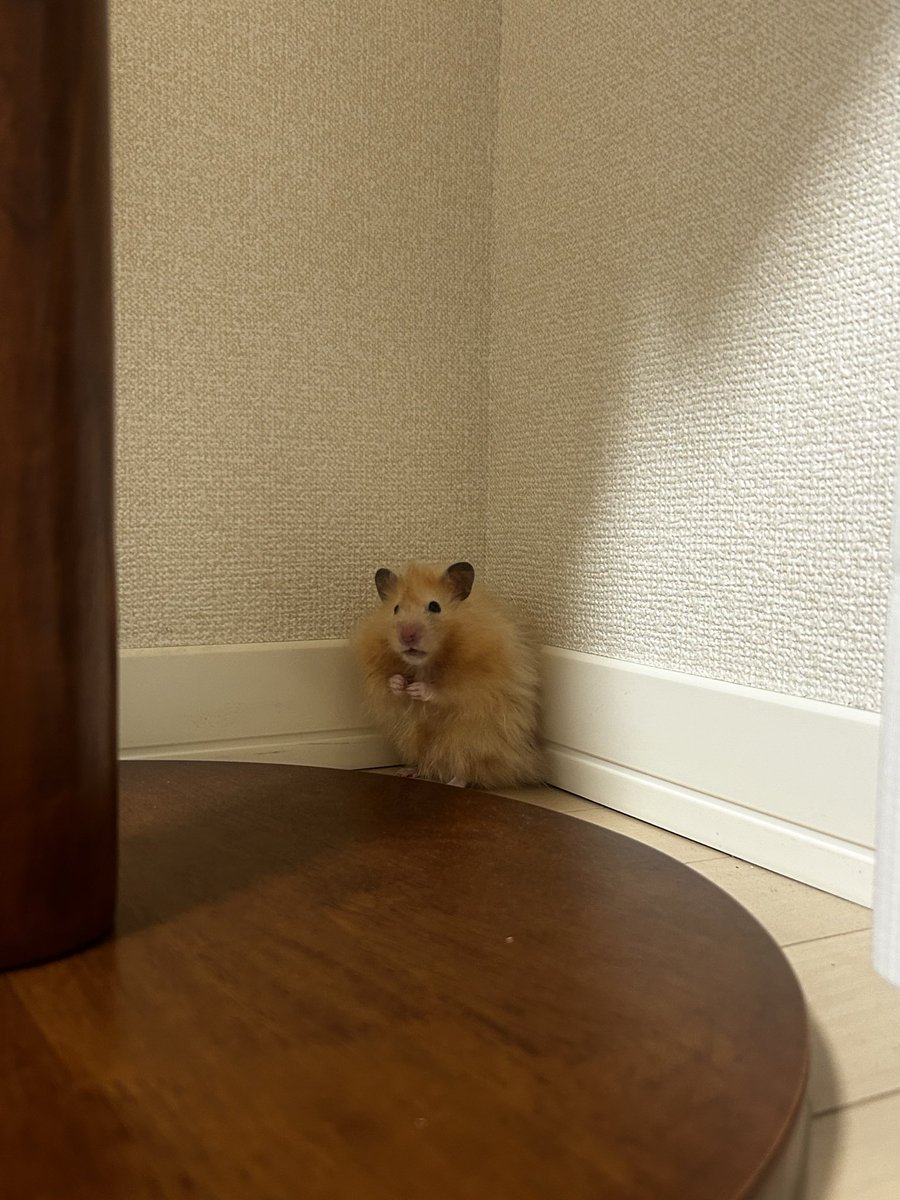 マザラバ tweet media