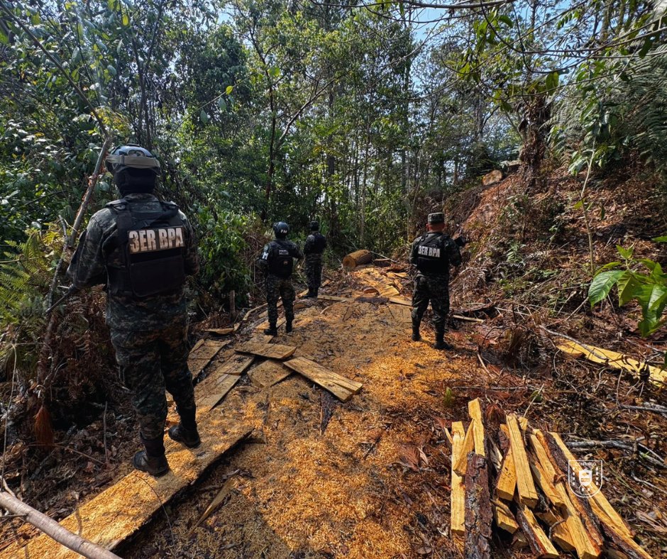 PMOPHN's tweet photo. #CeroDeforestaciónAl2029 | Las @FFAAHN a través de la #PMOP (#3BPMOP), en apoyo al #C9 y al #3BPA, en el sector de El Zapotal, San Luis, Santa Bárbara, donde realizaron la detención de un ciudadano por suponerlo responsable del delito de aprovechamiento ilegal de productos forestales en perjuicio del medio ambiente.

Durante la intervención se constató la tala ilegal de aproximadamente 15 árboles de pino, los cuales habían sido transformados en subproducto forestal, sin la debida autorización emitida por el #ICF.