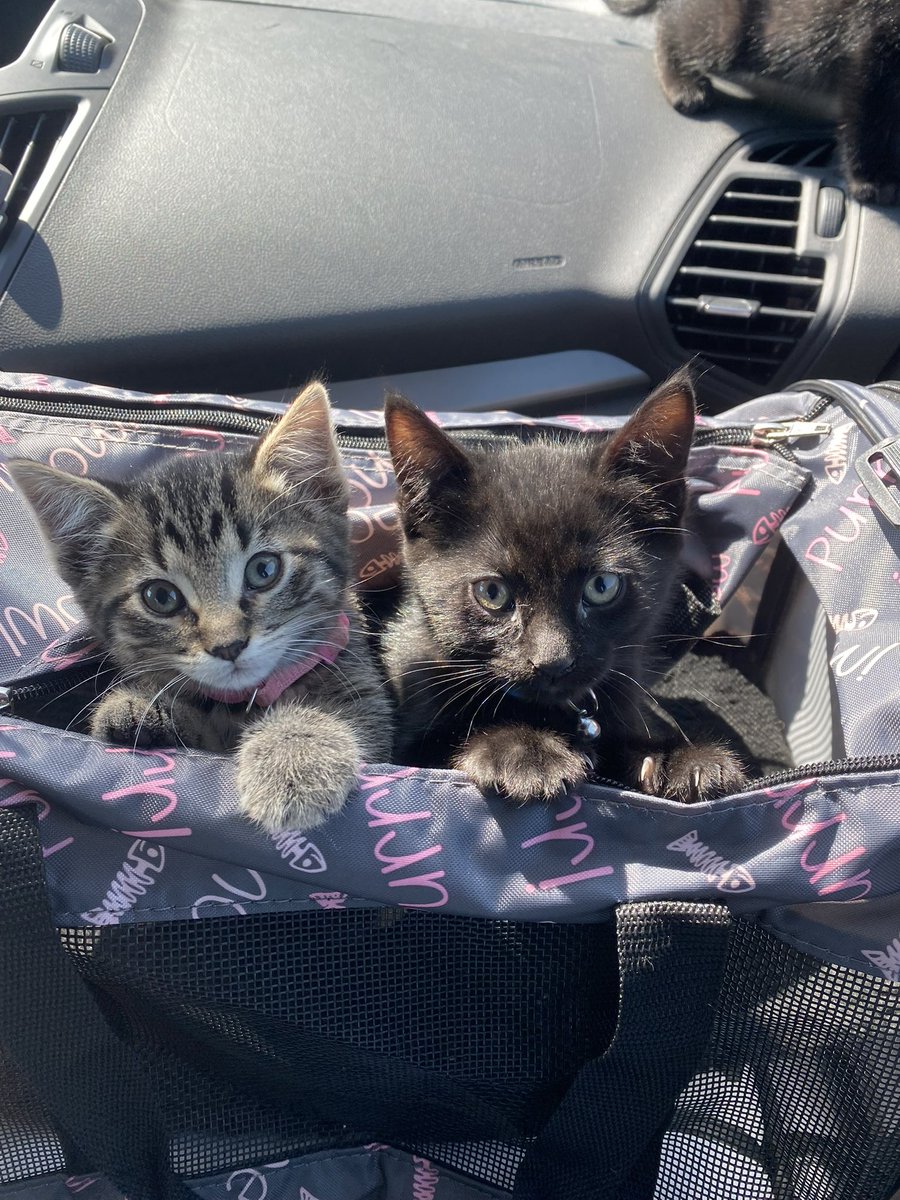 moca ★ qsmp2 arc tweet media