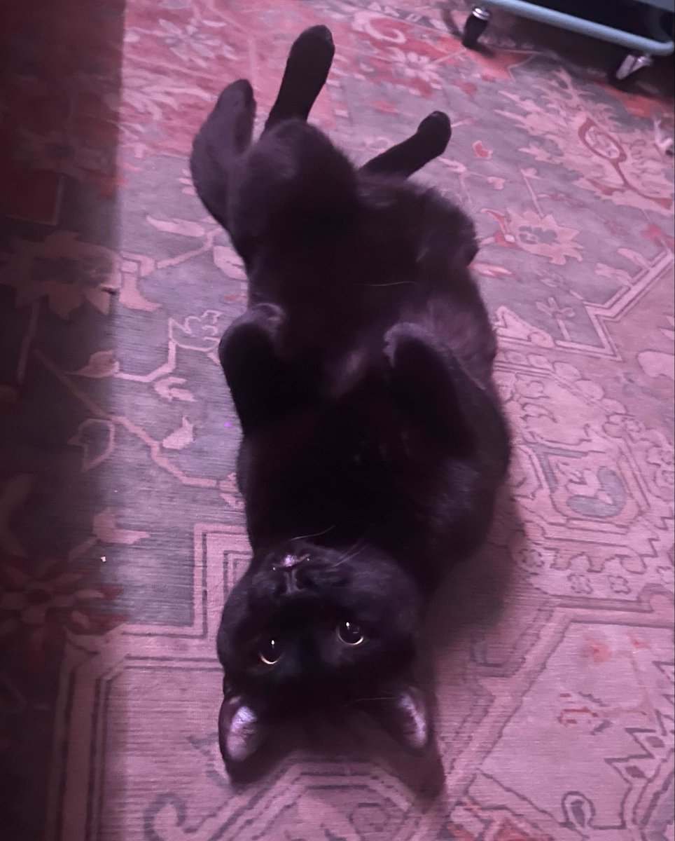 moca ★ qsmp2 arc tweet media