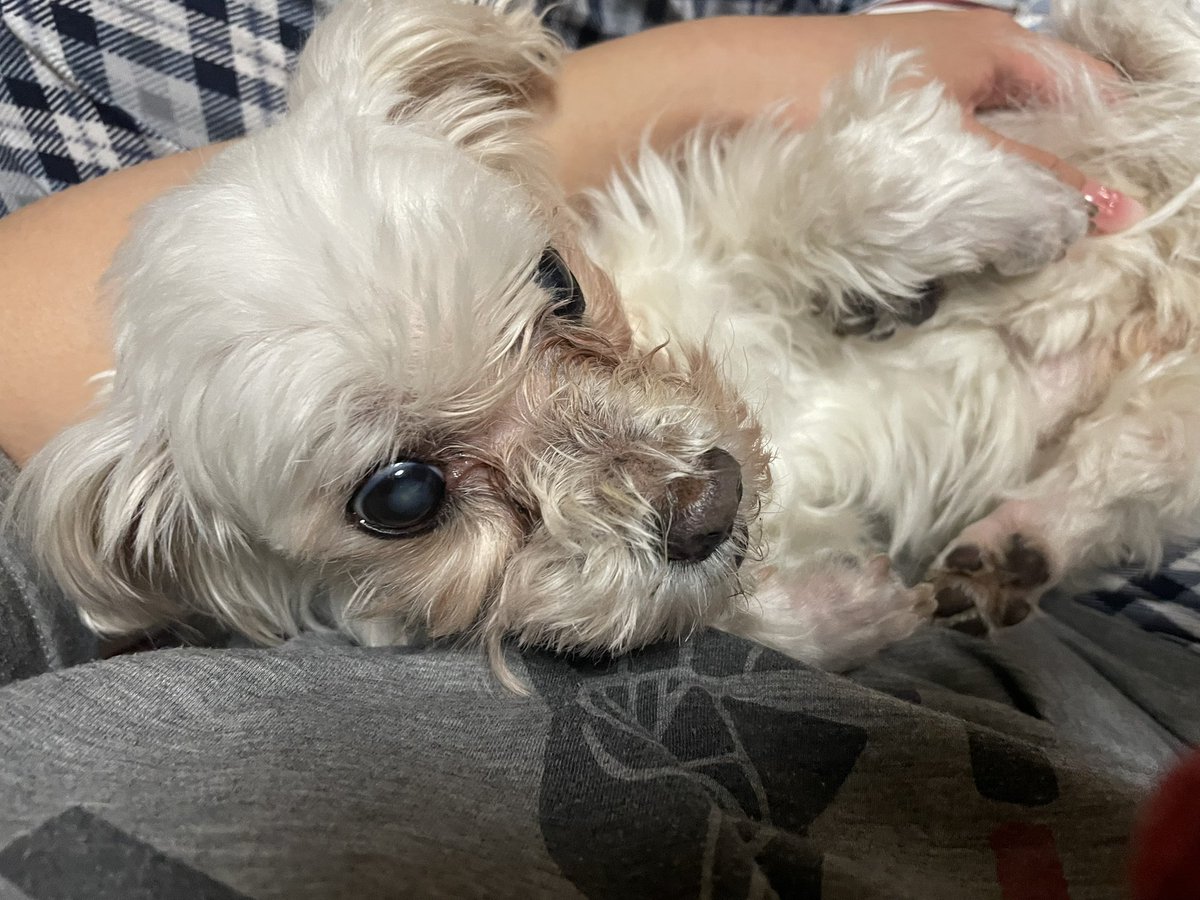 라쿠니 tweet media