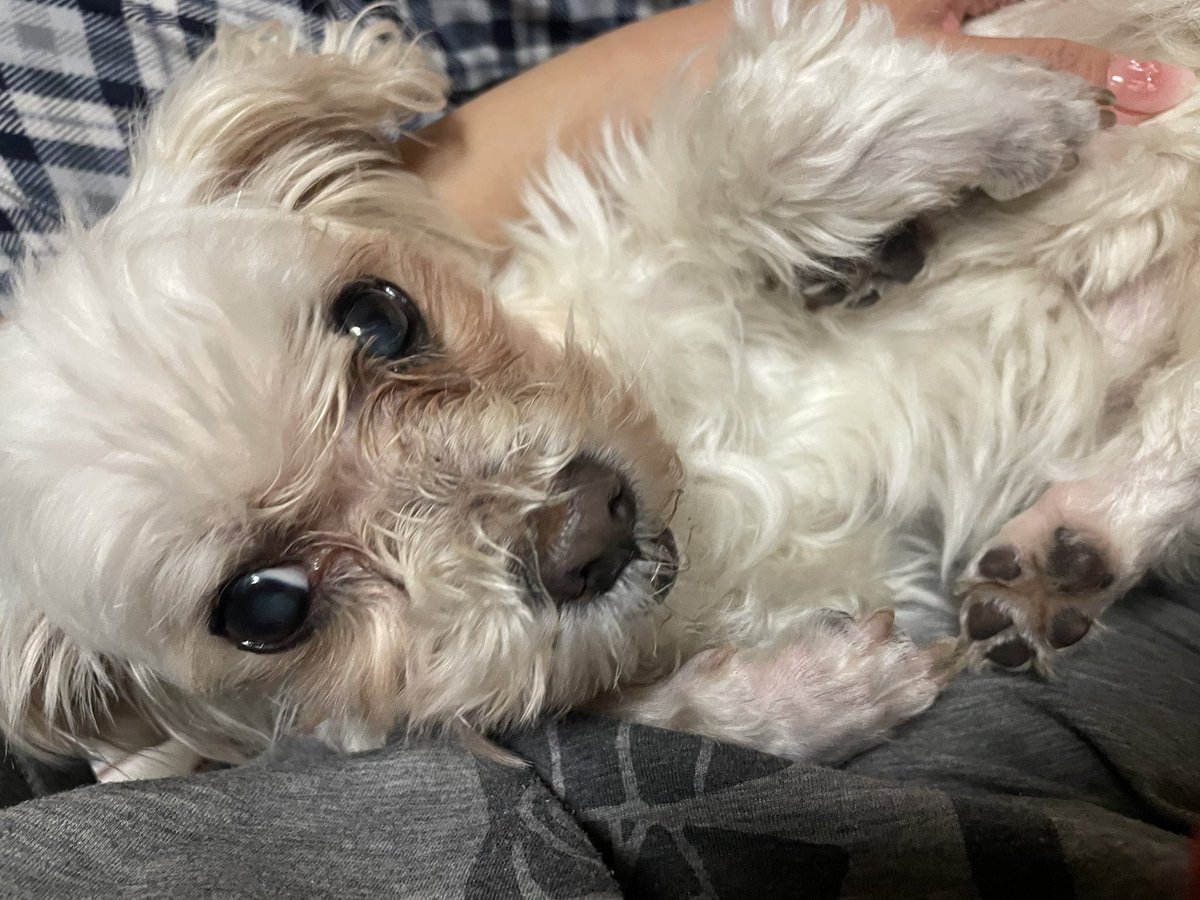 라쿠니 tweet media