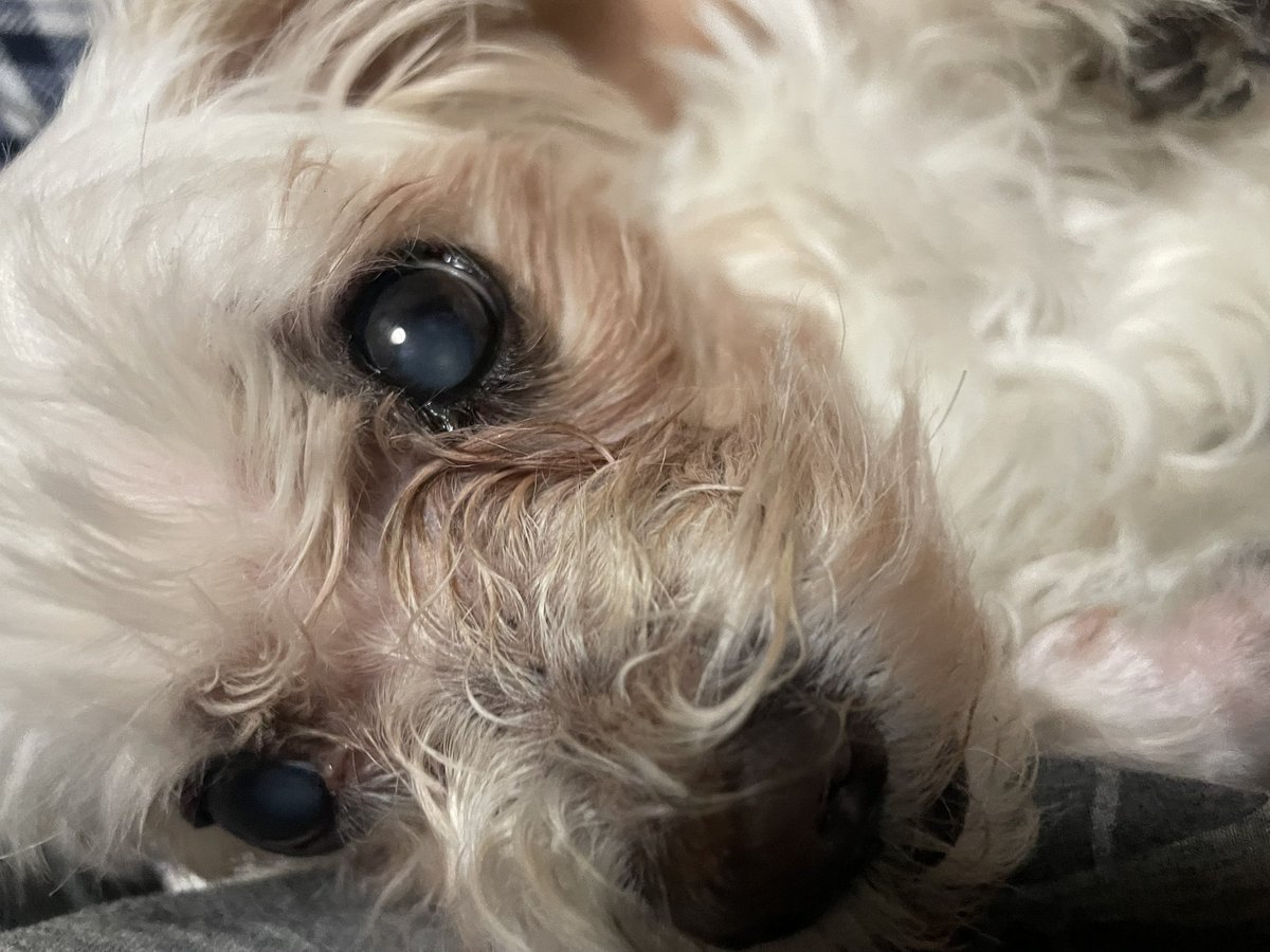 라쿠니 tweet media