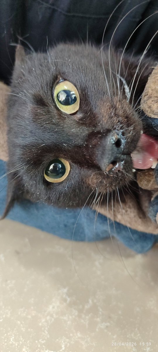 birkedidelisi tweet media