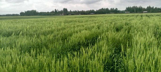 gbushu2014's tweet photo. L’agriculture irriguée d’été représente une étape importante dans le parcours de l’Éthiopie vers l’autosuffisance alimentaire. #ProductionDeBlé #Autosuffisance #EthiopieAvance 🇪🇹
@MFAEthiopia @PMEthiopia @MFAEthiopia @GHessebon @SMHaderaAbera @BerhanuTsegaye @legessetulugoe https://t.co/h9BeUTbagW