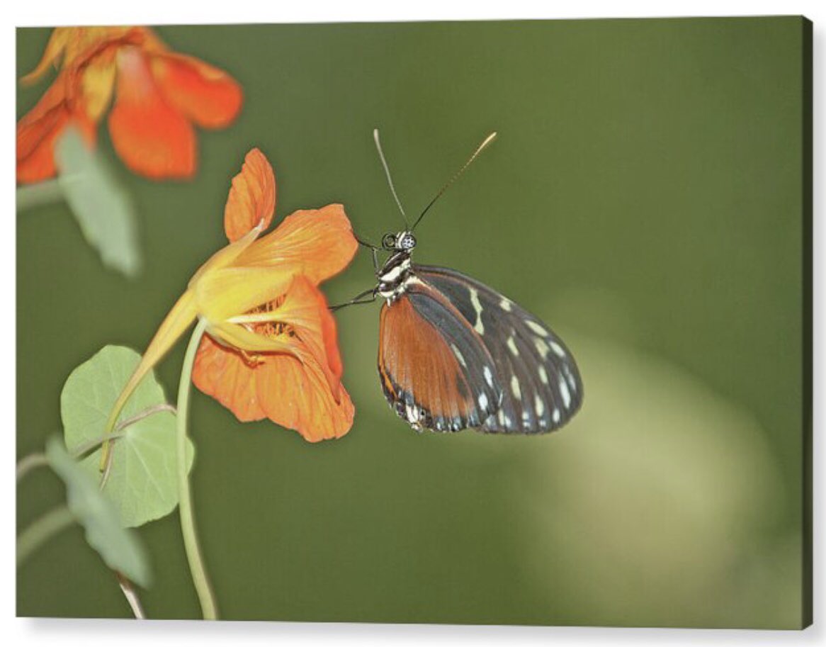 shonna99784's tweet image. A butterfly delicately perches on a vibrant orange flower against a blurred green background. The scene captures the intricate details of the butterfly's wings. 🛒 ⬇️ 

Butterfly on Bright Orange Flower - Acrylic shonnahawkinsphotography.com/featured/butte…

#TigerLongwings
#Butterfly
#OrangeFlower
