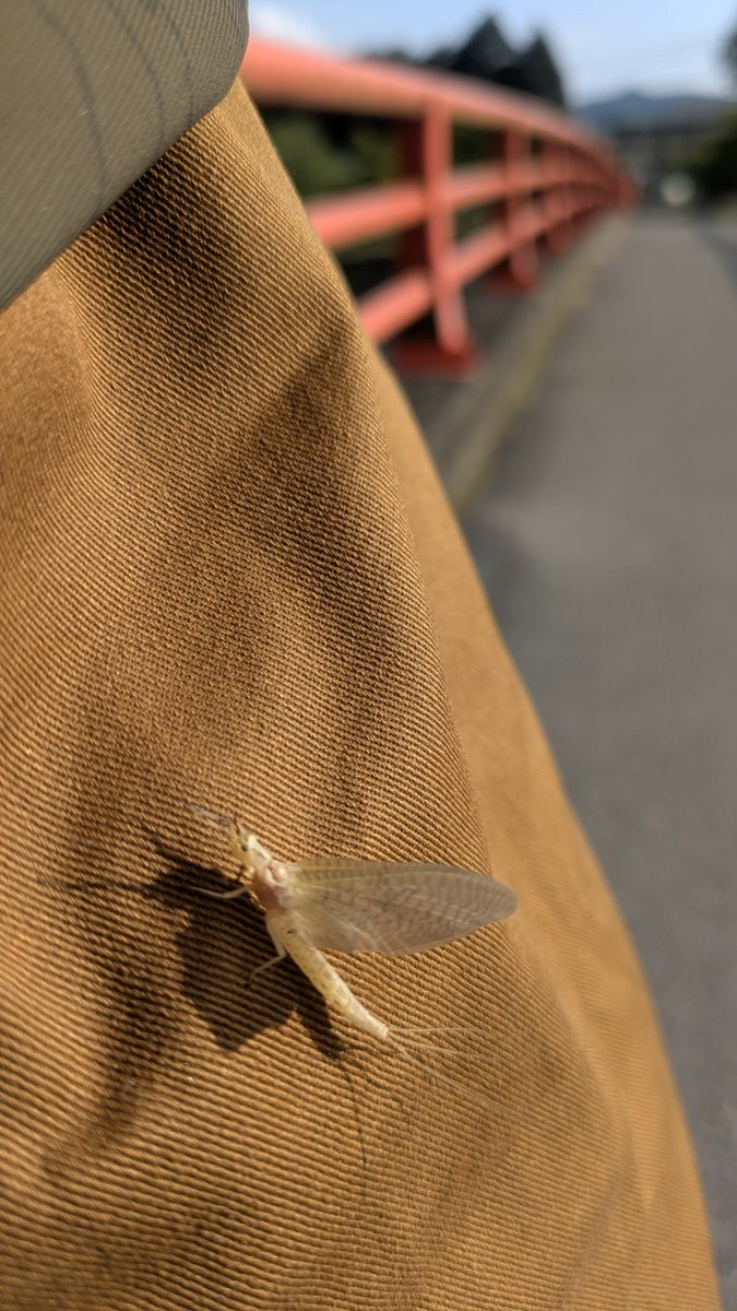 レイトウ教授　🎀໒꒱｡* tweet media