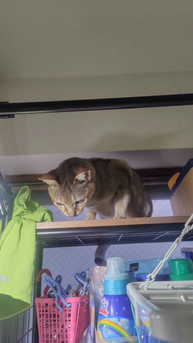 singapula0531's tweet photo. 新しく乗れるところはチェックする猫 https://t.co/rZd77cLi8q