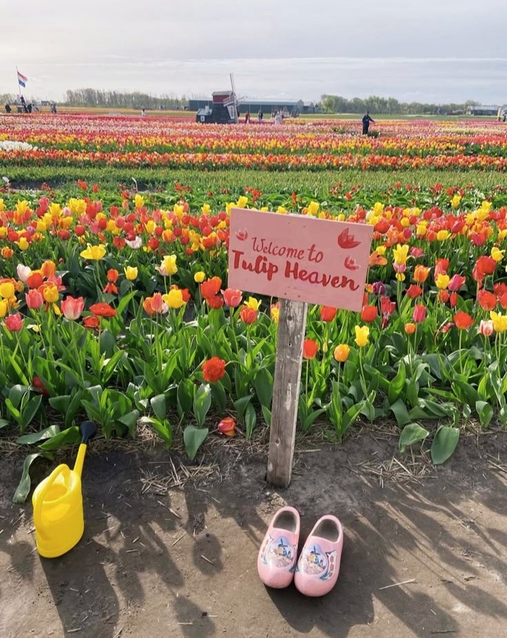 vixlethaze's tweet photo. ⠀
                         𝓑irthday 𝓡ecap 🌷  ⎯⎯
                         𝐇𝐎𝐋𝐋𝐀𝐍𝐃  ᝰ.ᐟ  #phuprpg 
⠀ https://t.co/1931wWzwFG