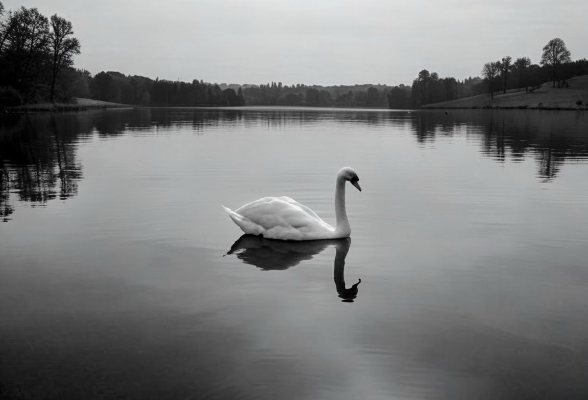 SteelePointe's tweet image. The Swan

glides through calm waters
with such elegance and grace
never breaking stride

#senryu #haiku #俳句

#micropoem #poetrycommunity #writingcommunity #poetry #inspiration #lifequotes 
#motivationalquotes #life #positivevibes #quoteoftheday #quotestoliveby #swan #grace