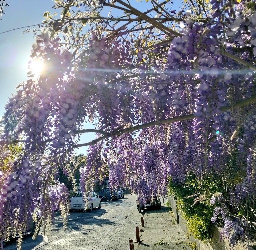 Imedos__'s tweet photo. Göz neyi ararsa onu görür
Ruh neyi ararsa onu bulur
Güzel bir koku var nereden geliyor derken,şu güzel çiçekleri gördüm 
Wisteria çiçeğiymiş,mor salkım çiçeği de diyenler var.
Çok memnun oldum :)
#wisteria https://t.co/aDppSTY8he
