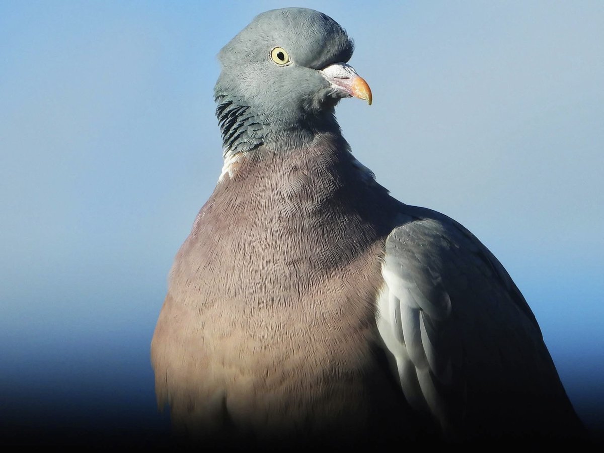 tompolkey's tweet image. pigeon capture close ups #pigeon #birds #closeup #wildlife #photography