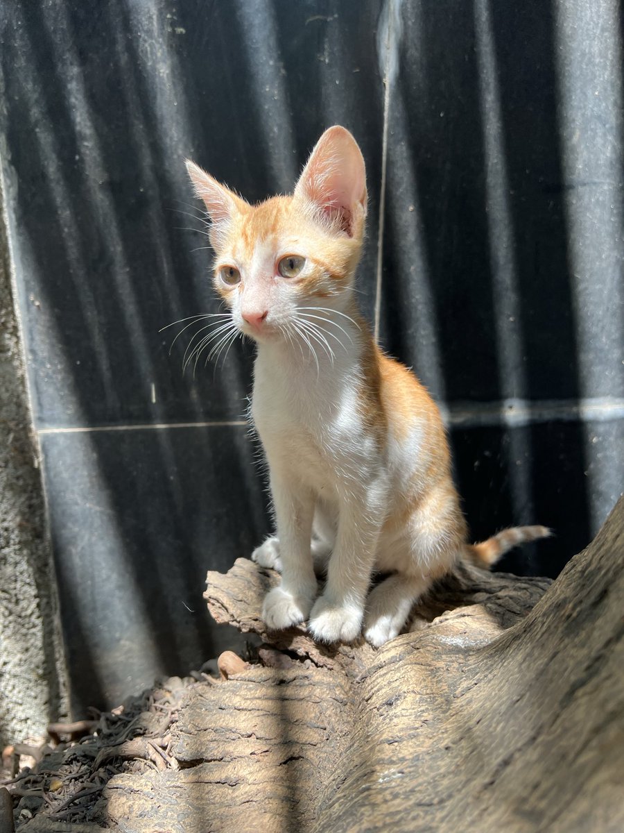Oshir's tweet photo. Cutest Kitty 🐈❤️ In our building. pinky’s Baby cat , very friendly and lovable 🐈‍⬛☺️ #CHANELCruise #łatwogang #GranHermanoGeneraciónDorada #Panamá https://t.co/h17U3R2dtT