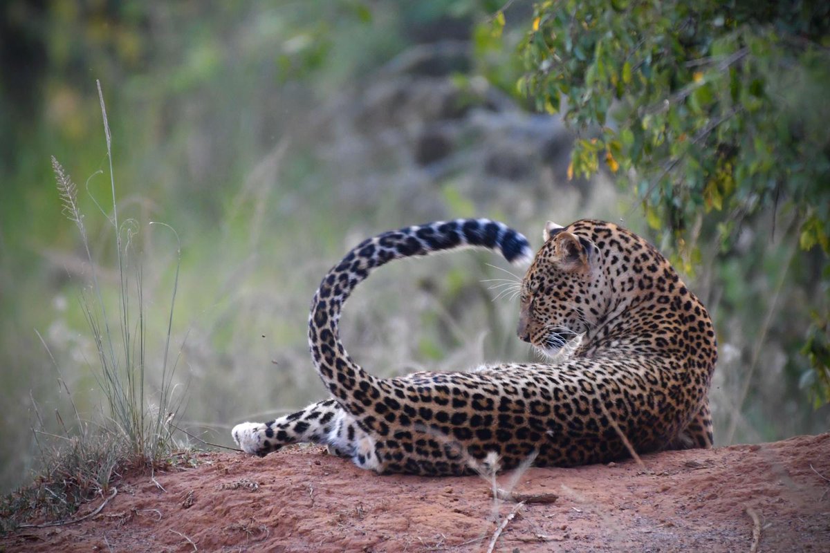 Akagera National Park tweet media