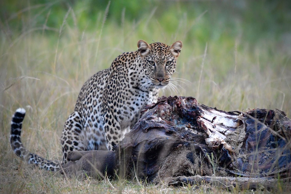 Akagera National Park tweet media