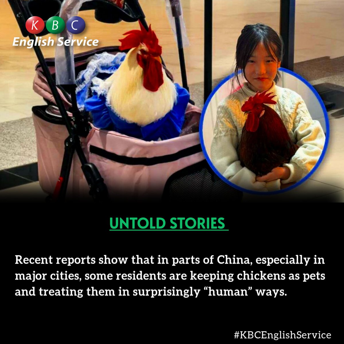 kbcenglish's tweet image. Recent reports show that in parts of China, especially in major cities, some residents are keeping chickens as pets and treating them in surprisingly “human” ways.
#UntoldStories ^RN