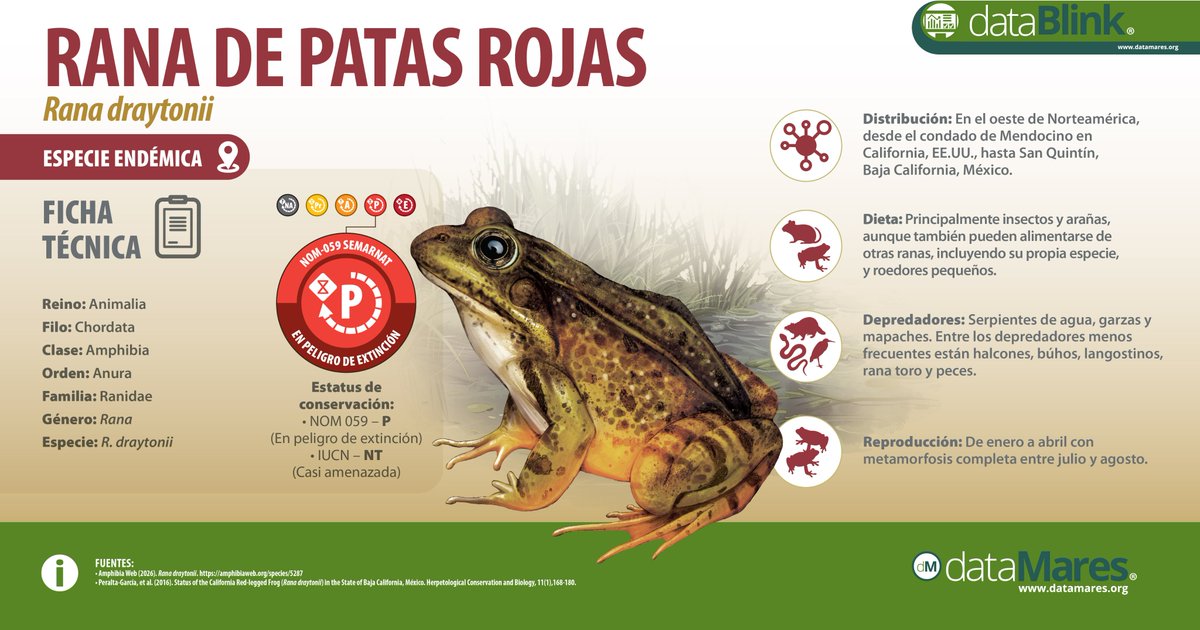 dataMares's tweet photo. La rana de patas rojas (Rana draytonii) es una especie endémica de la ecorregión mediterránea de las Californias, y es considerada la más grande del oeste de Norteamérica.

#dataPoster #EspeciePrioritaria #SavetheFrogsDay #DiaInternacionaldelosAnfibios https://t.co/XjSfaZ4fjS