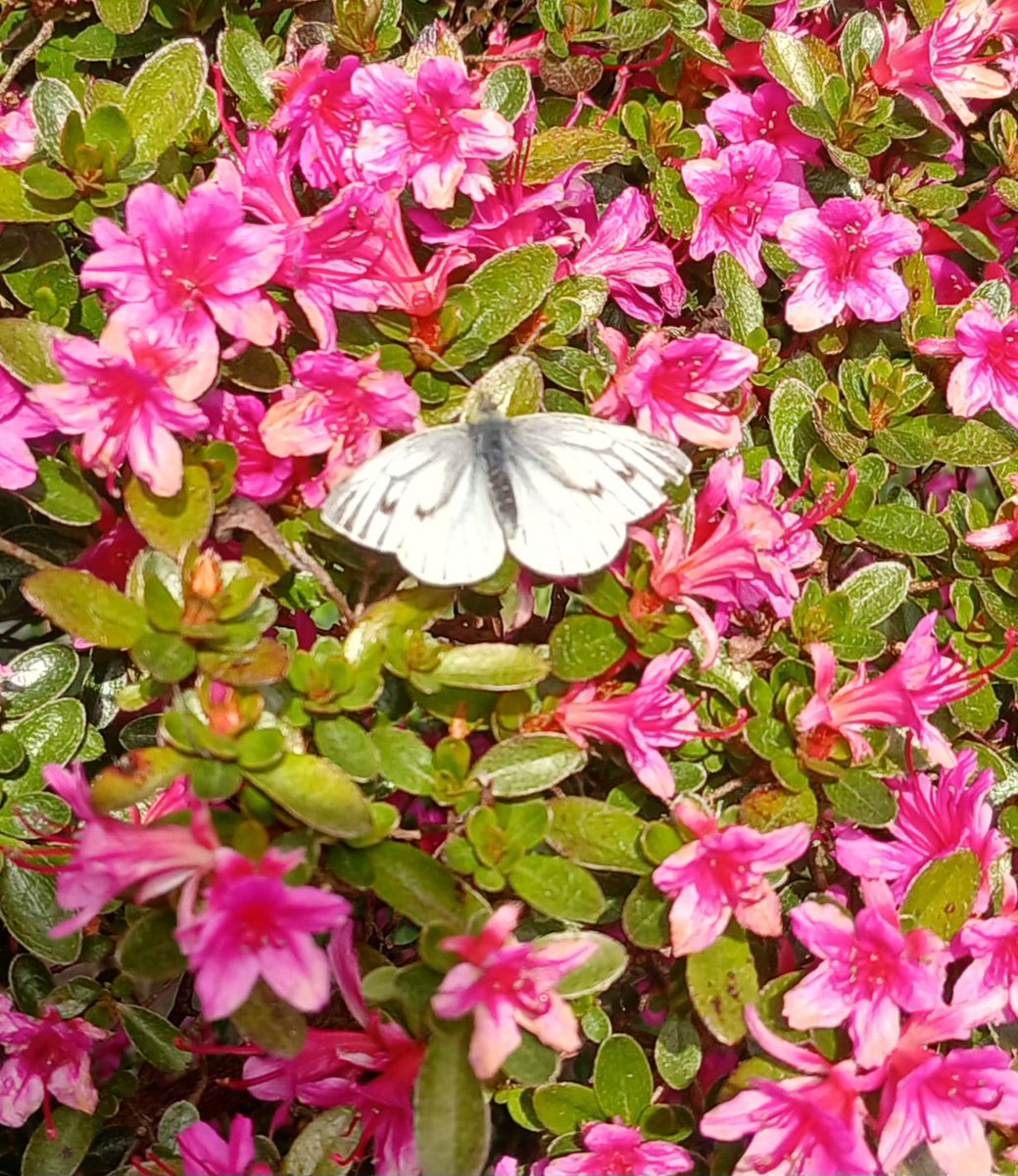 SuColeman's tweet image. A Green-veined white butterfly on a #PINK Azalea in the garden here in Colwyn Bay, North Wales.