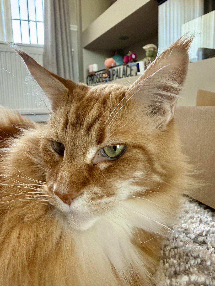 buddy_gizmo's tweet image. All about the ears today…would you look at those tips! They’re like flames! 

Gizmo’s ears can hear a mouse cough on the other side of the world but are even more finely tuned to a packet of Whiskas Crunch being looked at 😹😹🦁🦁 #tiptuesday #teamfloof #CatsOfTwitter