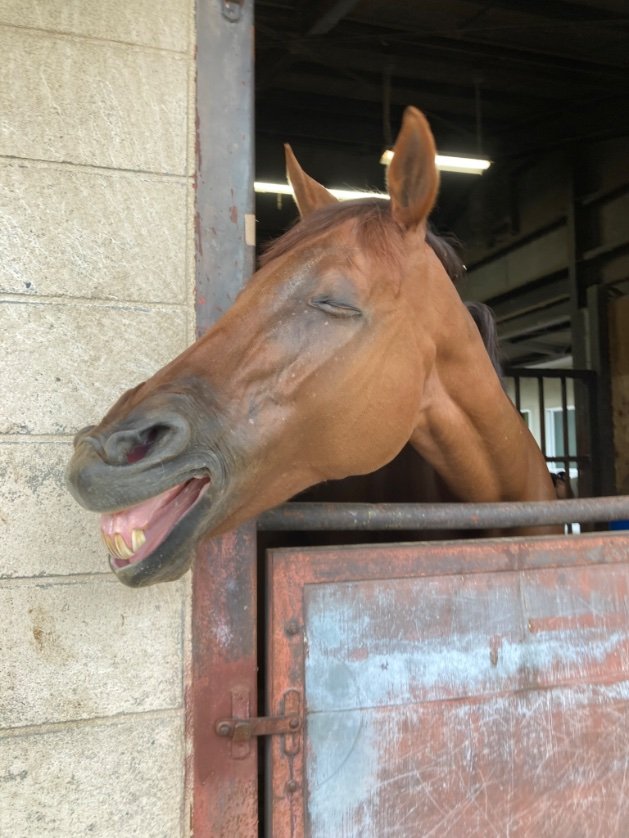 mocreia velha tweet media