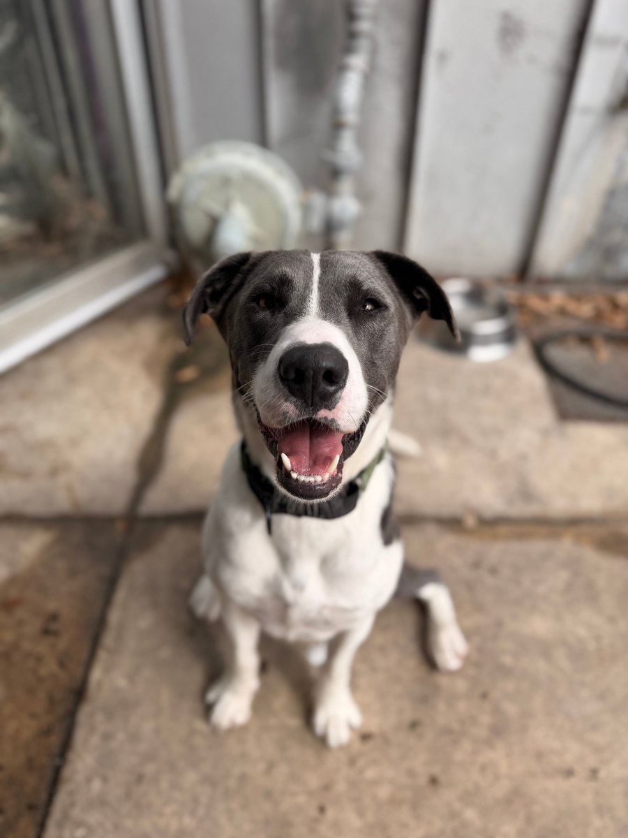 SA Humane Society tweet media