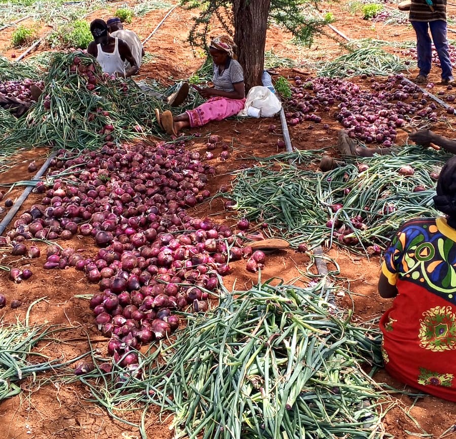 NDMA_Kenya's tweet photo. In Garbatulla Ward of Isiolo County, a quiet transformation is taking root. The Taiboto Self-Help Group, once dependent on pastoralism, is rewriting its future. After years of devastating droughts that wiped out livestock and livelihoods, these households made a bold shift to irrigated farming. Today, that decision is paying off.
In their first harvest, the group has produced 540 bags of red onions (27 tonnes). Land that was once dry, bare, and underutilised has been transformed into a productive farm that is now feeding families and generating income.
Behind this success is a deliberate investment in resilience. The Group received support from the National Government through the NDMA under the National Drought Emergency Fund (NDEF), including:
🔹Construction of a 100,000-litre elevated steel water storage tank to ensure reliable  water supply for irrigation.
🔹Installation of rain hose irrigation system on 20 acres.
🔹Erection of a 1.8-kilometre solar-powered electric fence to prevent crop destruction by wildlife, particularly by elephants.
🔹Provision of start-up farm inputs, including onion seeds, fertiliser and equipment.
For 25 households directly involved, crop farming is now a dependable source of food and income. This first harvest is valued at approximately KSh 3.5 million in local markets. For the wider community, it translates into improved access to fresh produce and more vibrant local markets.
This transformation directly advances the Bottom-Up Economic Transformation Agenda by:
🔹Strengthening agricultural productivity at the grassroots.
🔹Expanding income opportunities for vulnerable households.
🔹Creating job opportunities for youth and women.
🔹Supporting food security and local value chains.
🔹Reducing reliance on emergency assistance through sustainable livelihoods.
Most importantly, it signals a shift in mindset.
Drought no longer dictates destiny. In places where livestock losses once defined hardship, irrigated agriculture is emerging as a viable, climate-smart alternative. 
The Taiboto project demonstrates how targeted investments can unlock economic potential. Here, resilience is not a concept. It is visible, measurable, and harvestable.
#EndDroughtEmergencies #DroughtResilience