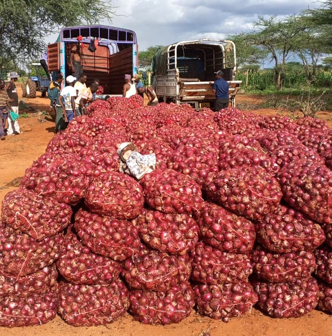 NDMA_Kenya's tweet photo. In Garbatulla Ward of Isiolo County, a quiet transformation is taking root. The Taiboto Self-Help Group, once dependent on pastoralism, is rewriting its future. After years of devastating droughts that wiped out livestock and livelihoods, these households made a bold shift to irrigated farming. Today, that decision is paying off.
In their first harvest, the group has produced 540 bags of red onions (27 tonnes). Land that was once dry, bare, and underutilised has been transformed into a productive farm that is now feeding families and generating income.
Behind this success is a deliberate investment in resilience. The Group received support from the National Government through the NDMA under the National Drought Emergency Fund (NDEF), including:
🔹Construction of a 100,000-litre elevated steel water storage tank to ensure reliable  water supply for irrigation.
🔹Installation of rain hose irrigation system on 20 acres.
🔹Erection of a 1.8-kilometre solar-powered electric fence to prevent crop destruction by wildlife, particularly by elephants.
🔹Provision of start-up farm inputs, including onion seeds, fertiliser and equipment.
For 25 households directly involved, crop farming is now a dependable source of food and income. This first harvest is valued at approximately KSh 3.5 million in local markets. For the wider community, it translates into improved access to fresh produce and more vibrant local markets.
This transformation directly advances the Bottom-Up Economic Transformation Agenda by:
🔹Strengthening agricultural productivity at the grassroots.
🔹Expanding income opportunities for vulnerable households.
🔹Creating job opportunities for youth and women.
🔹Supporting food security and local value chains.
🔹Reducing reliance on emergency assistance through sustainable livelihoods.
Most importantly, it signals a shift in mindset.
Drought no longer dictates destiny. In places where livestock losses once defined hardship, irrigated agriculture is emerging as a viable, climate-smart alternative. 
The Taiboto project demonstrates how targeted investments can unlock economic potential. Here, resilience is not a concept. It is visible, measurable, and harvestable.
#EndDroughtEmergencies #DroughtResilience