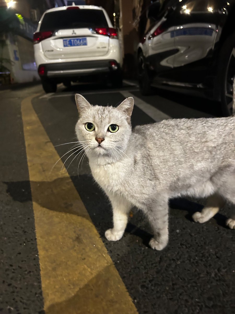 美女上门喂猫 tweet media