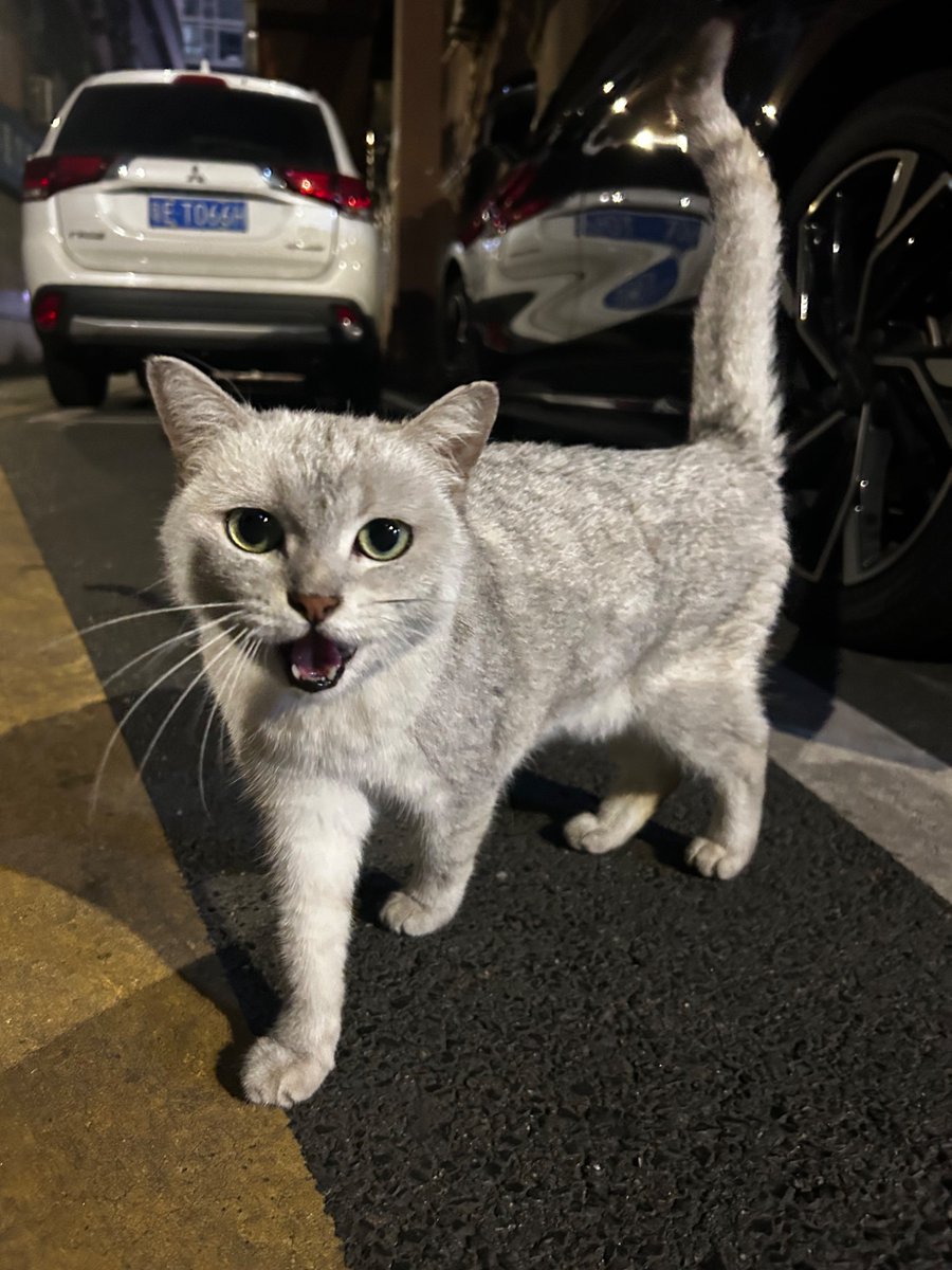 美女上门喂猫 tweet media