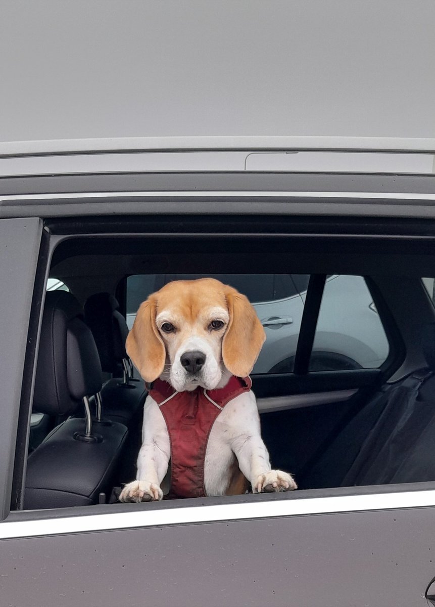 LKauris's tweet photo. @beaglefacts @beagle_ranch #beagle on duty. https://t.co/yFlmw2Qj7K