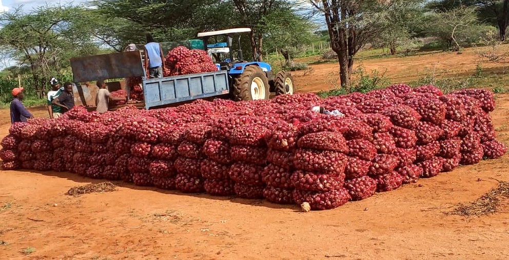 NDMA_Kenya's tweet photo. Bags of freshly harvested red onions are loaded onto a tractor, while (right) onion seedlings on a seedbed at the Taiboto farm in December 2025. https://t.co/UEXcAocVq9