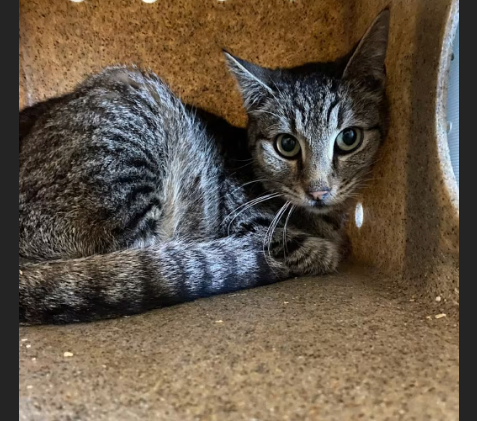 HollywoodDogs's tweet image. Nitty, a 4-year-old tabby at a full shelter in #Memphis, #TN, needs a forever home, a foster home, or rescue adoptapet.com/pet/47759458-m… #URGENT #tabby #AdoptableCatofDay 🐱
