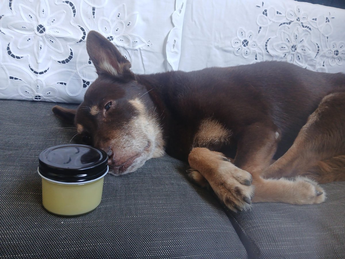 Singingbee36409's tweet photo. Dog for scale. One bottle of yellow thing. Neutral, no smell https://t.co/f3PUHzzYa3