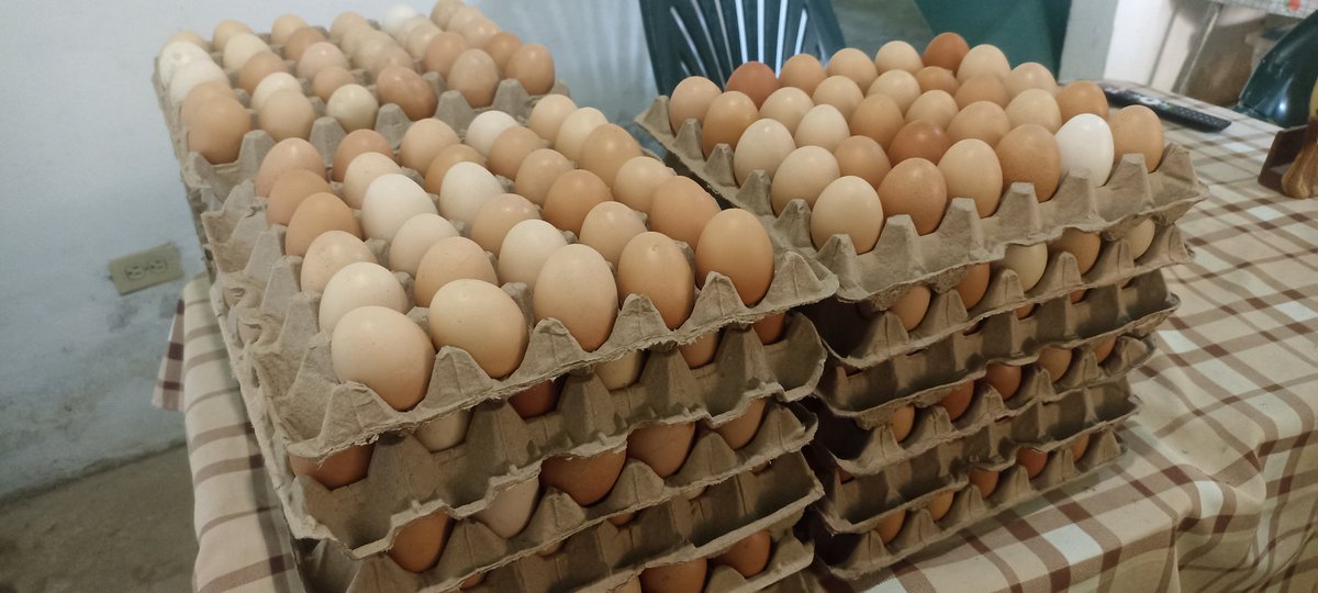 CristianAzoca12's tweet photo. Tengo un proyecto de 200 gallinas ponedoras de la raza IsaBrown que ya están en posturas. Pero me cuesta vender los huevos a un ritmo en que pueda comprar el alimento y sacar provecho. Que hago? https://t.co/FfNqrCocSf