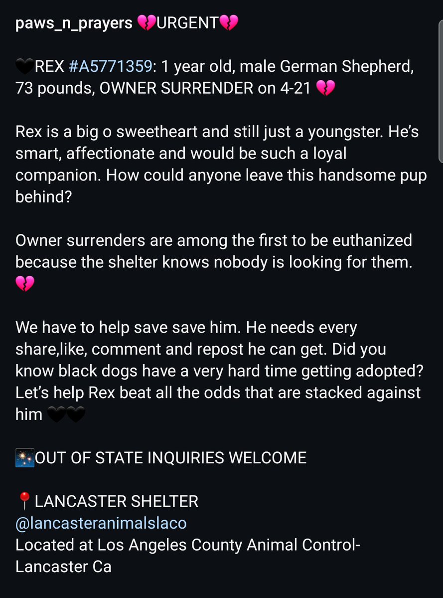 Foster a shelterpet at ZERO COST🐾 tweet media