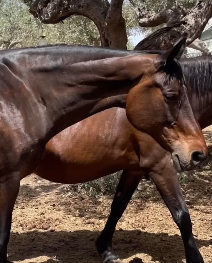 Doña Carmelita tweet media