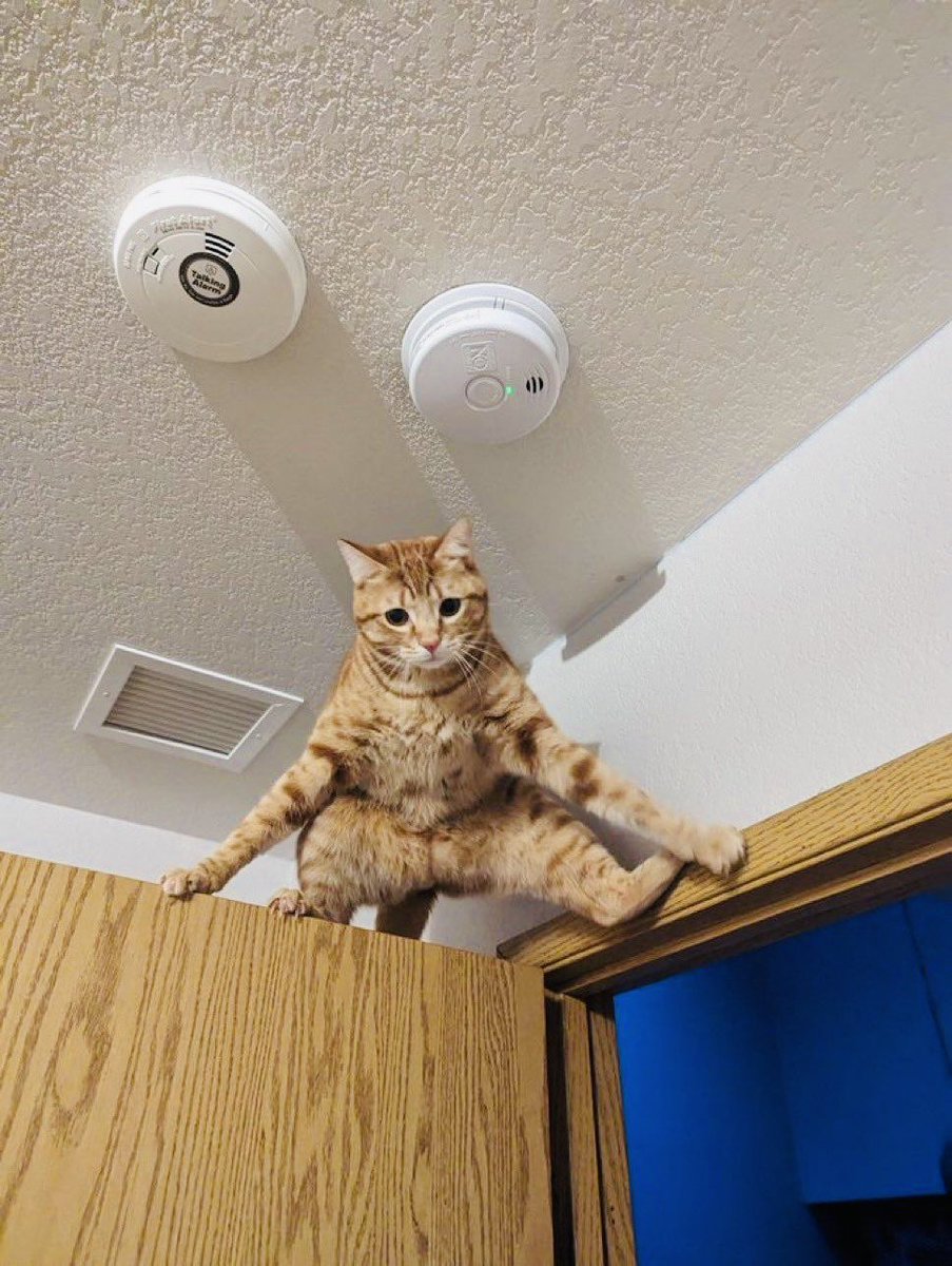 🐈‍⬛ میومایند 🐈 tweet media