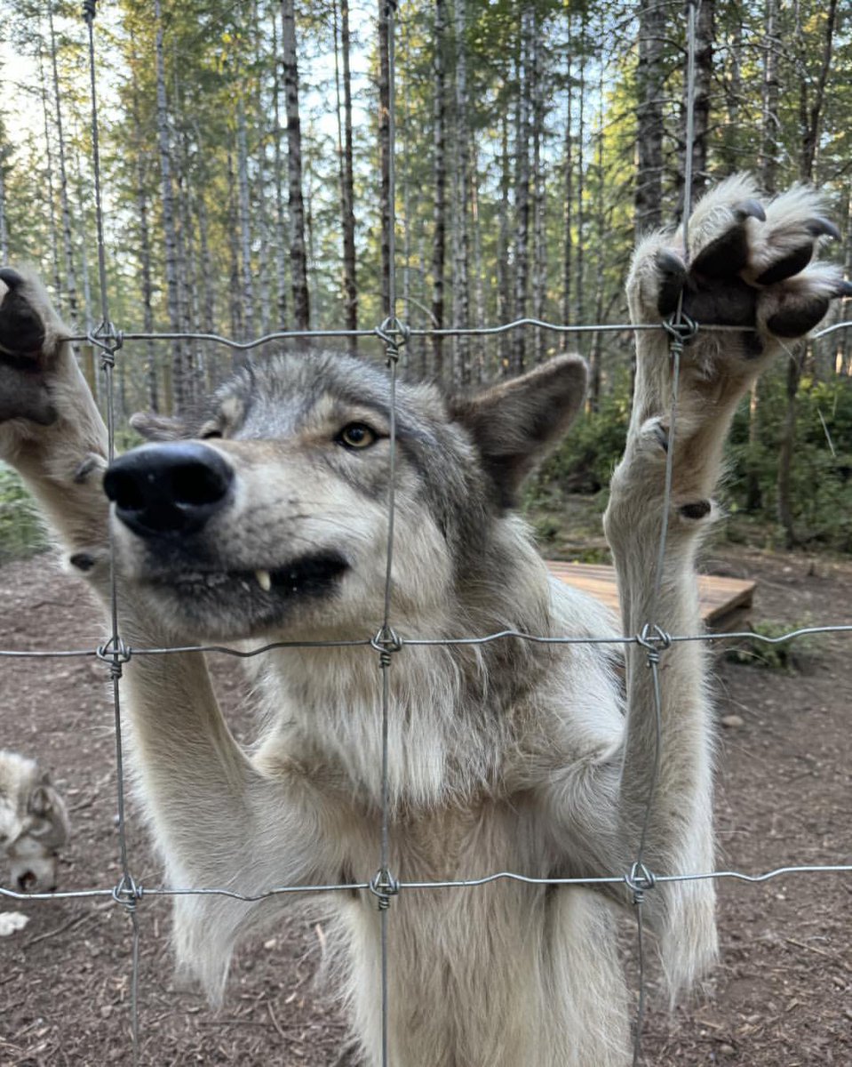 OH IT MAJESTIC~ tweet media