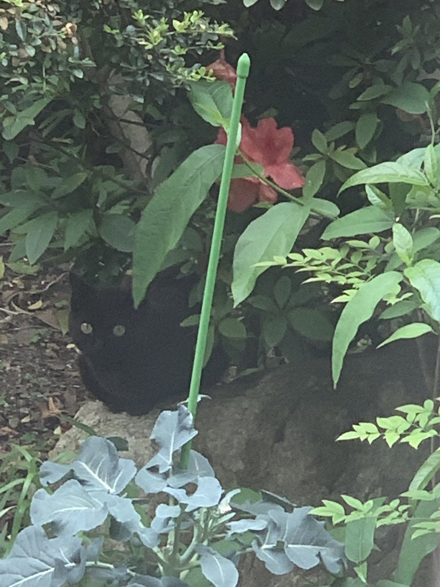 Azutubu0308's tweet photo. 実家からこの春産まれたっぽいのら子猫が庭に最近来ていると写真��貰ったが、猫と植物良いな…としみじみ。
なお、役所からチケットをもらったので捕獲して落ち着いたらさくらねこ予定です。
黒猫ちゃん可愛いので里親ご希望の方が居ましたらご連絡ください https://t.co/A3XDgW5FOm