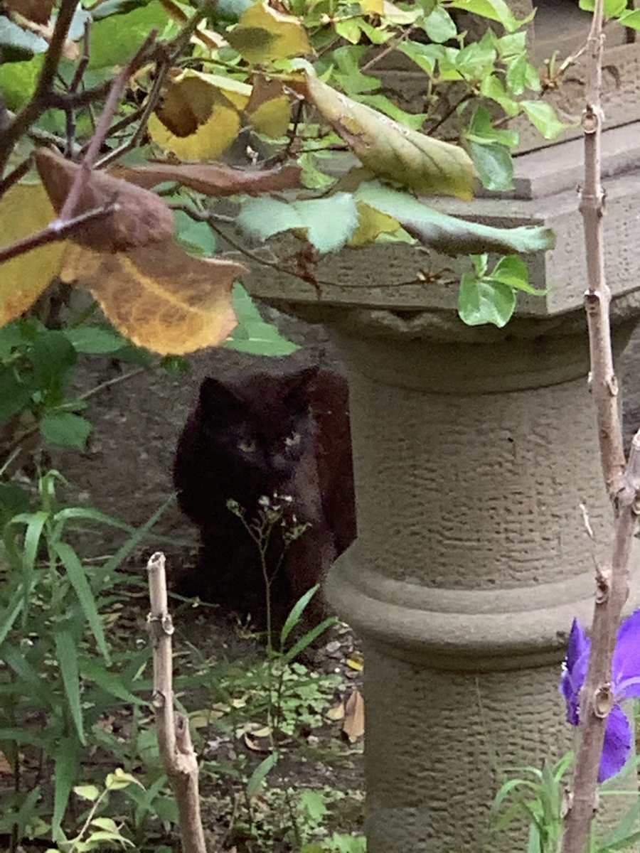 Azutubu0308's tweet photo. 実家からこの春産まれたっぽいのら子猫が庭に最近来ていると写真��貰ったが、猫と植物良いな…としみじみ。
なお、役所からチケットをもらったので捕獲して落ち着いたらさくらねこ予定です。
黒猫ちゃん可愛いので里親ご希望の方が居ましたらご連絡ください https://t.co/A3XDgW5FOm