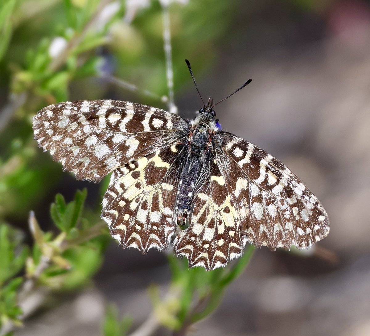 Photos2Print's tweet image. New butterfly for me today at a new site close to Pinoso - Spanish Festoon. Also found 6 Spectacled Warblers there (4 males singing) which are very scarce in the Alicante region. A very happy chap 😁😁👍🏽 #butterfly #butterflies #insects