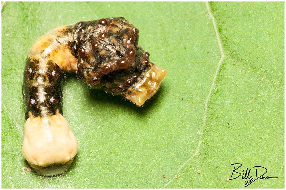 Brains Matter tweet media