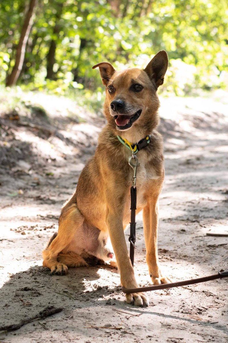 Robwalka Wolf tweet media